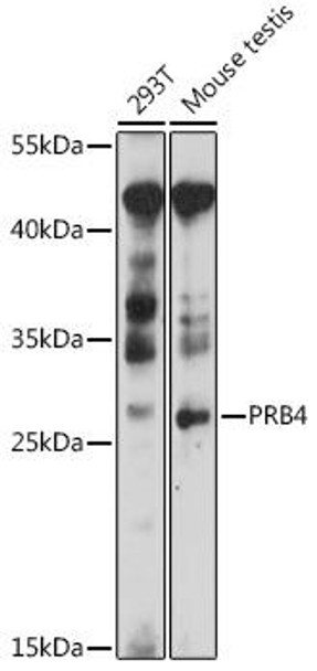 Cell Biology Antibodies 7 Anti-PRB4 Antibody CAB16701