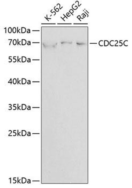 Cell Cycle Antibodies 1 Anti-CDC25C Antibody CAB1672