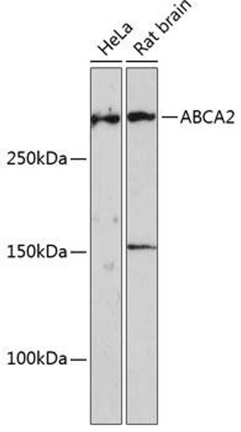 Signal Transduction Antibodies 2 Anti-ABCA2 Antibody CAB16735