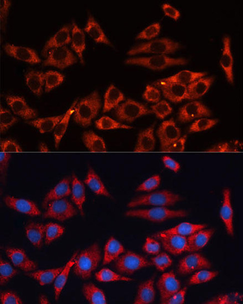 Cell Biology Antibodies 7 Anti-MAPK1/MAPK3 Antibody CAB16736