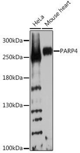 Cell Biology Antibodies 7 Anti-PARP4 Antibody CAB16749