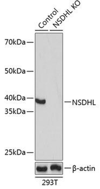 KO Validated Antibodies 1 Anti-NSDHL Antibody CAB16893KO Validated