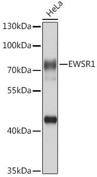 Epigenetics and Nuclear Signaling Antibodies 3 Anti-EWSR1 Antibody CAB1690