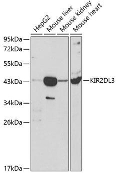Cell Biology Antibodies 7 Anti-KIR2DL3 Antibody CAB1698