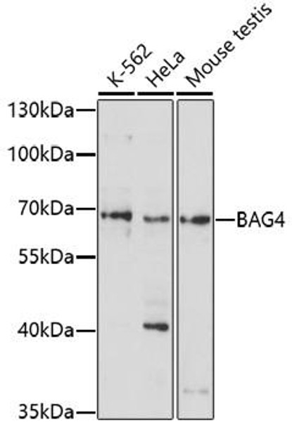 Cell Biology Antibodies 7 Anti-BAG4 Antibody CAB17052