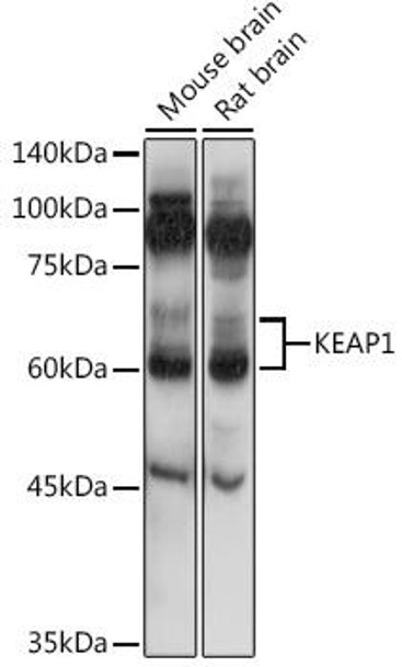 Immunology Antibodies 2 Anti-KEAP1 Antibody CAB17062