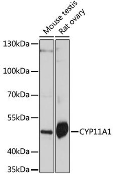 Metabolism Antibodies 2 Anti-CYP11A1 Antibody CAB1713