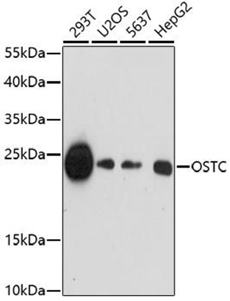 Cell Biology Antibodies 7 Anti-OSTC Antibody CAB17197