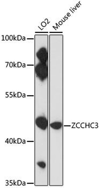 Immunology Antibodies 2 Anti-ZCCHC3 Antibody CAB17235
