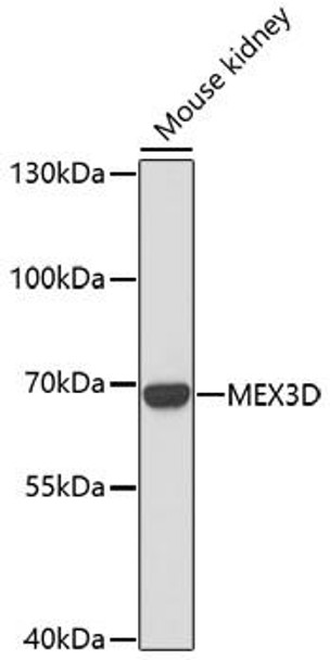 Cell Biology Antibodies 7 Anti-MEX3D Antibody CAB17283