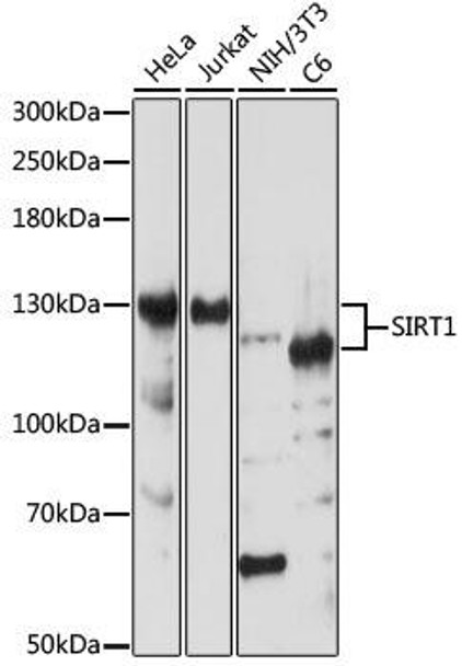 KO Validated Antibodies 1 Anti-SIRT1 Antibody CAB17307KO Validated