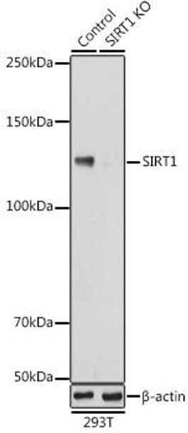 KO Validated Antibodies 1 Anti-SIRT1 Antibody CAB17307KO Validated