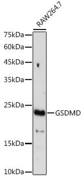 Immunology Antibodies 2 Anti-GSDMD Full LengthC terminal Antibody CAB17308