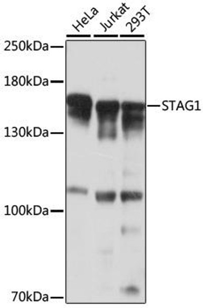 Cell Cycle Antibodies 1 Anti-STAG1 Antibody CAB17315