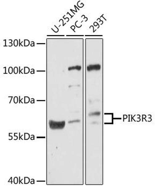Cell Biology Antibodies 7 Anti-PIK3R3 Antibody CAB17322