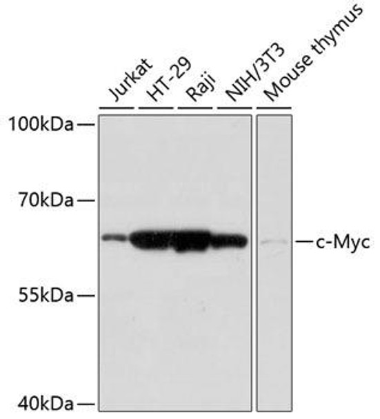 Epigenetics and Nuclear Signaling Antibodies 3 Anti-c-Myc Antibody CAB17332