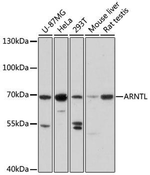 Cell Biology Antibodies 7 Anti-ARNTL Antibody CAB17334
