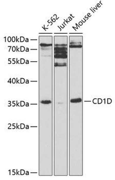 Immunology Antibodies 2 Anti-CD1D Antibody CAB1760