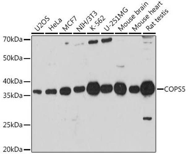 Cell Biology Antibodies 7 Anti-COPS5 Antibody CAB1766