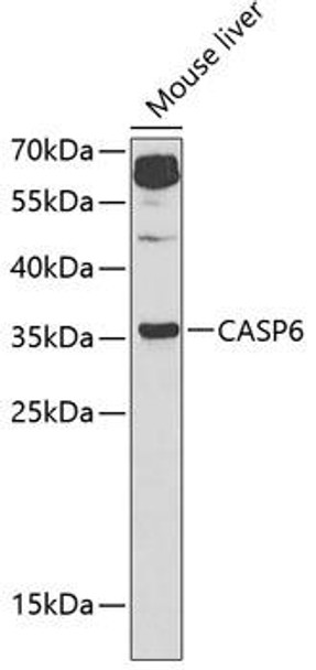 Cell Death Antibodies 1 Anti-Caspase-6 Antibody CAB1784