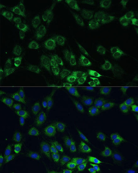 Developmental Biology Anti-USP46 Antibody CAB17863