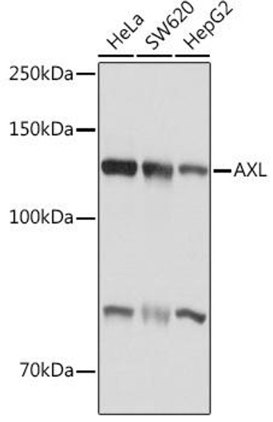 Developmental Biology Anti-AXL Antibody CAB17874