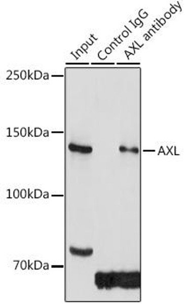 Developmental Biology Anti-AXL Antibody CAB17874