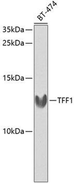 Cell Biology Antibodies 7 Anti-TFF1 Antibody CAB1789