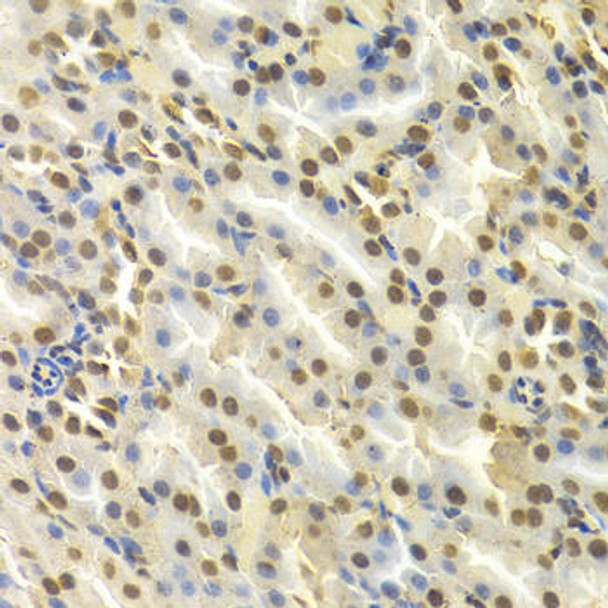 Cell Biology Antibodies 7 Anti-DCK Antibody CAB1794