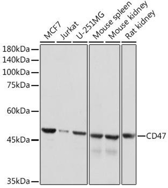 Cell Biology Antibodies 7 Anti-CD47 Antibody CAB1838