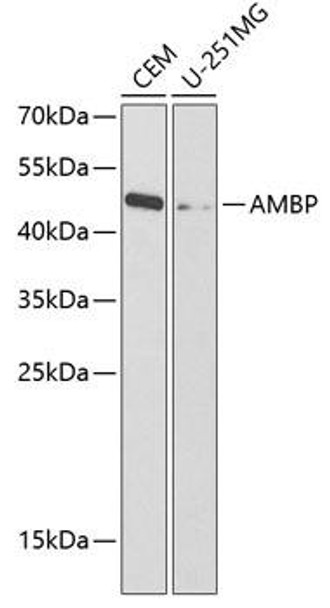 Immunology Antibodies 2 Anti-AMBP Antibody CAB1846