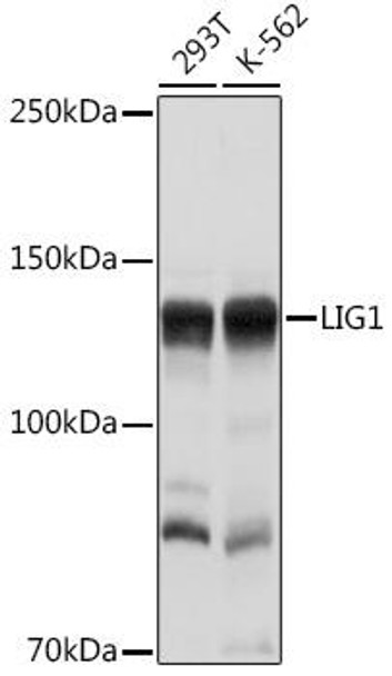 Cell Cycle Antibodies 1 Anti-LIG1 Antibody CAB1858