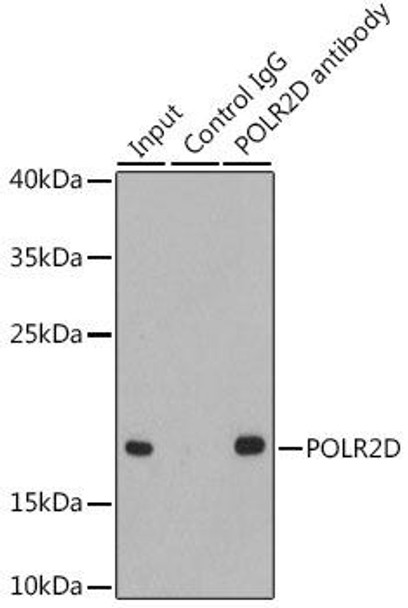 Epigenetics and Nuclear Signaling Antibodies 3 Anti-POLR2D Antibody CAB1859