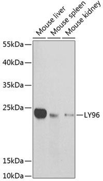 Immunology Antibodies 2 Anti-LY96 Antibody CAB1866