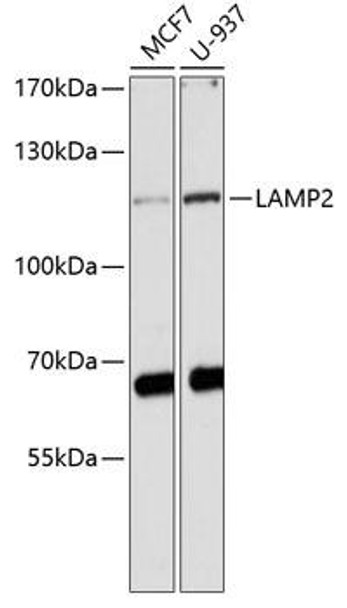 Autophagy Antibodies Anti-LAMP2 Antibody CAB1961