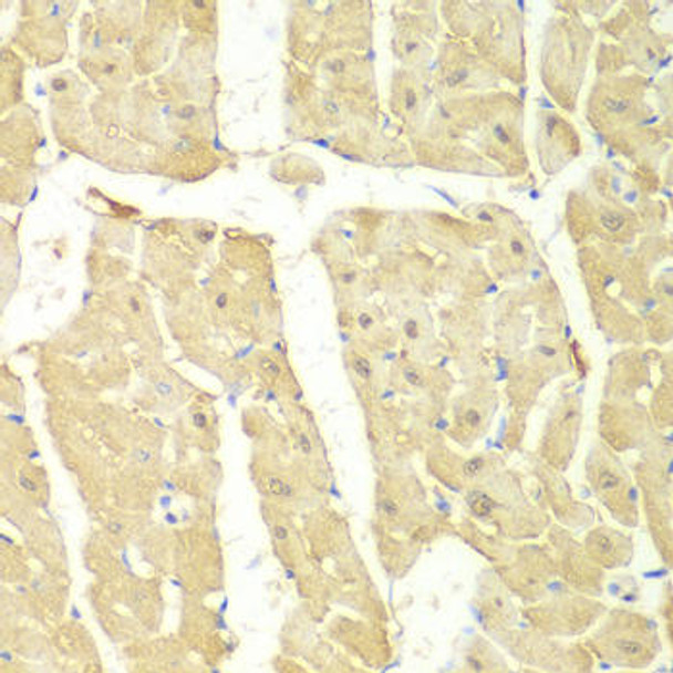 Immunology Antibodies 2 Anti-PSMC2 Antibody CAB1985