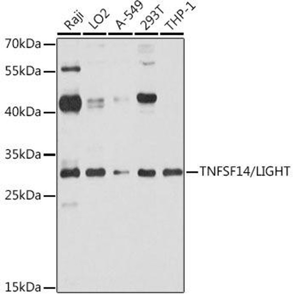 Cell Biology Antibodies 8 Anti-TNFSF14/LIGHT Antibody CAB2002