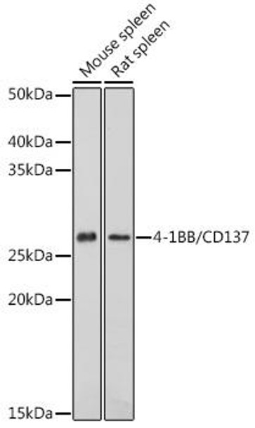 Immunology Antibodies 2 Anti-4-1BB/CD137 Antibody CAB2025