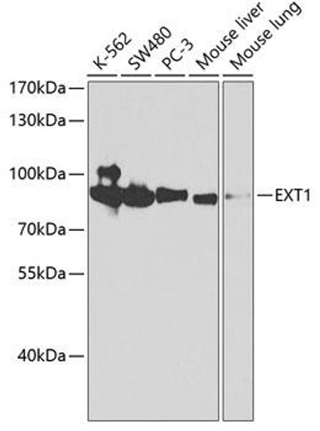 Cell Biology Antibodies 8 Anti-EXT1 Antibody CAB2030