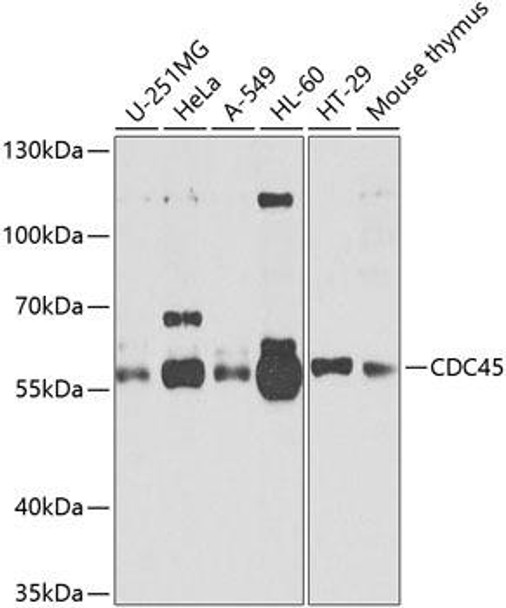 Cell Cycle Antibodies 1 Anti-CDC45 Antibody CAB2047