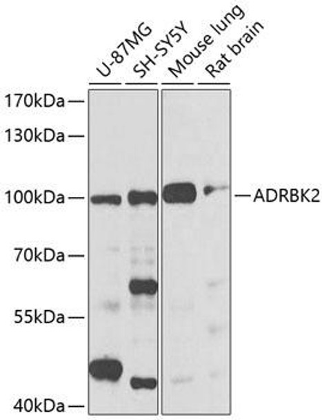 Cell Biology Antibodies 8 Anti-ADRBK2 Antibody CAB2049