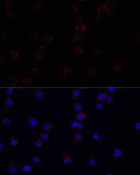 Cell Biology Antibodies 8 Anti-SIGLEC3/CD33 Antibody CAB2059