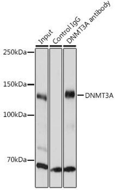 Cell Biology Antibodies 8 Anti-DNMT3A Antibody CAB2065