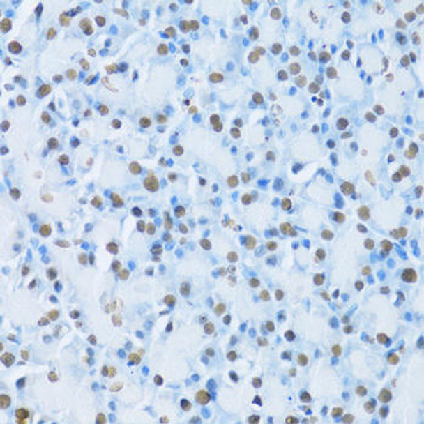 Cell Biology Antibodies 8 Anti-HNF4A Antibody CAB2085