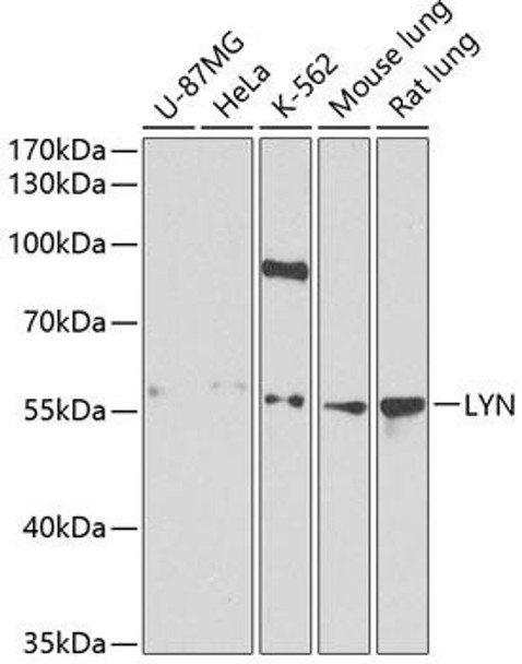Immunology Antibodies 2 Anti-LYN Antibody CAB2093
