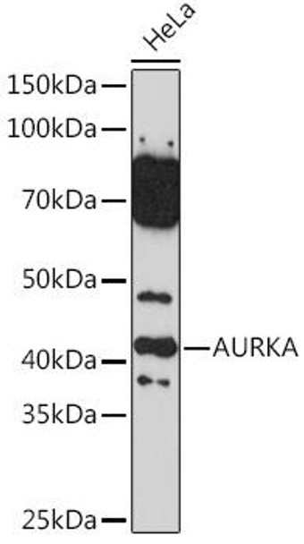 Cell Cycle Antibodies 1 Anti-AURKA Antibody CAB2121