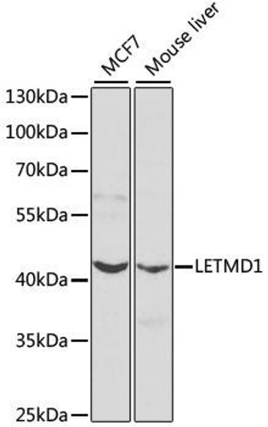 Cell Biology Antibodies 8 Anti-LETMD1 Antibody CAB2147