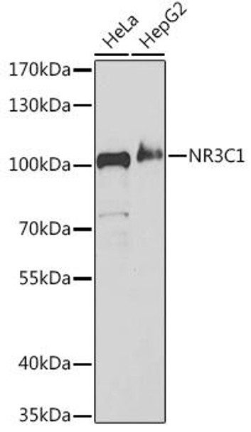 Cell Death Antibodies 1 Anti-NR3C1 Antibody CAB2164