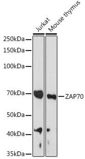 Immunology Antibodies 2 Anti-ZAP70 Antibody CAB2195