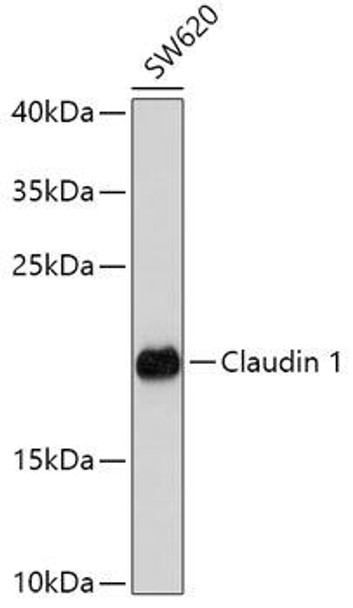 Immunology Antibodies 2 Anti-Claudin 1 Antibody CAB2196